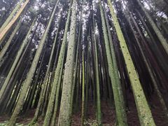 -武陵山森林公园