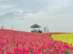 -径山花海