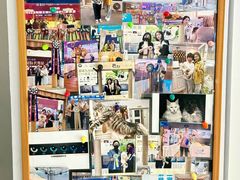 -青奢宠物·青奢猫舍