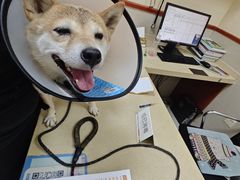 -艾贝尔宠物医院 ·内科全科(梁溪路店)