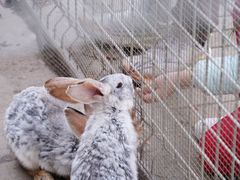 -歌斐颂巧克力小镇