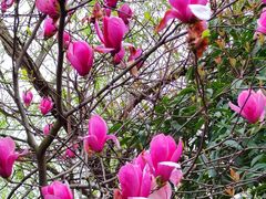 -八大山人梅湖景区