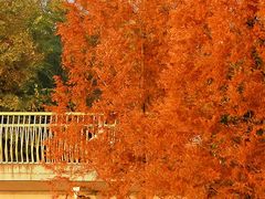 -白鹭湾湿地公园