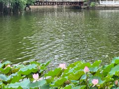 -荔湾湖公园