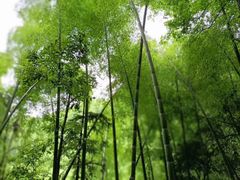 -宁海安岚·南溪阁全日餐厅
