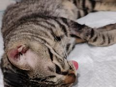 -艾吉宠物医院·疑难杂症转诊中心·猫友好(碧江路院)