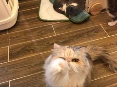 -猫大福·Fortune Cat猫舍(百子湾店)
