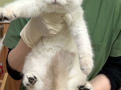 -瑞鹏宠物医院·夜间急症·心超·猫科(祖庙分店)