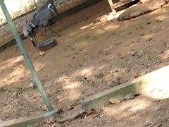 -广东茂名森林公园