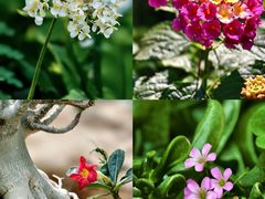 -国家植物园南园