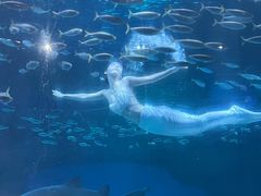 -海合安成都极地海洋公园