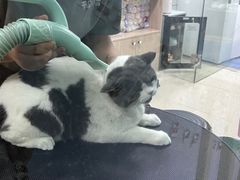 -老吴的猫·猫舍(新区店)