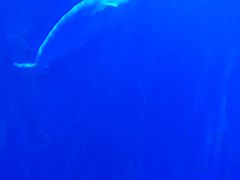 -多彩贵州城极地海洋世界