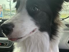 -皮特动物医院(24小时店)