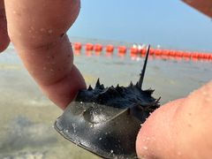 -红树林天天赶海