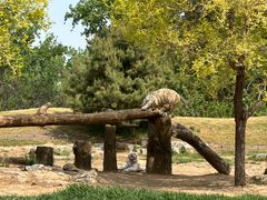 -北京野生动物园