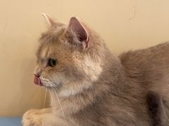 -萌兽医馆·犬猫专科·眼科中心·宠物医院(朝阳门分院)