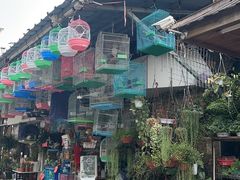 -溪岸路花鸟市场