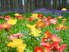 -上海共青森林公园