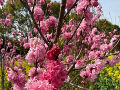 -南汇桃花村
