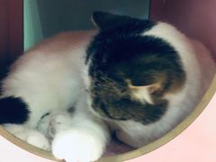 -猫小院猫主题餐厅(三里屯店)