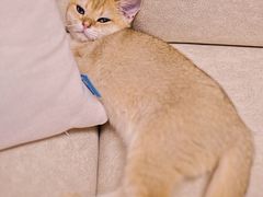 -Bastet sally猫舍购宠(静安店)