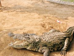 -石家庄市动物园