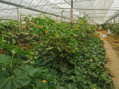 -马陆小张葡萄园农家乐