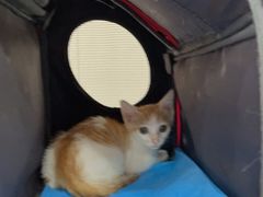 -创凡宠物医院·骨专科  猫科中心(西乡分院)