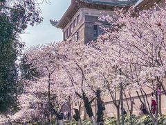 -武汉大学-樱园