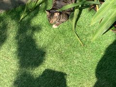 -DOI CHAANG Caffè Maesuai