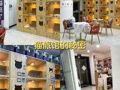 -小猫来了猫舍(福田店)