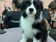 -FAELING PETS美天灵宠物(合生汇店)
