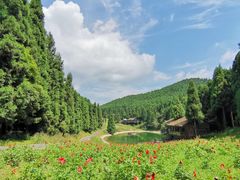 -武陵山森林公园