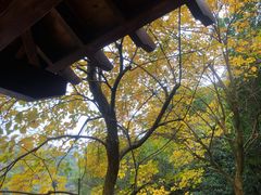 -广州白江湖森林公园