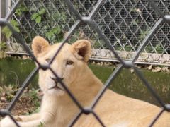 -合肥野生动物园