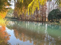 -贡湖湾湿地公园