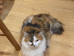 -是阿柴呀！柴犬咖啡·爱喵喵猫咖