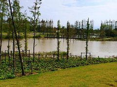 -上海长兴岛郊野公园