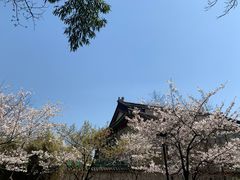 -鸡鸣赐茶(鸡鸣寺路店)