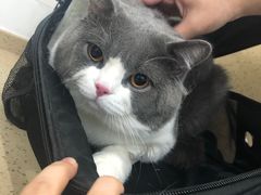 -伟伟宠物医院·CT影像中心·瑞派犬猫综合性门诊(汉口总院)