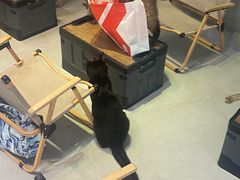 -Heymao猫咖.咖啡厅(东门店)