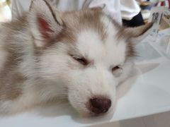 -Husky Go! 哈士奇体验馆·宠物咖啡厅狗咖