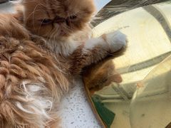 -飞行喵MR PILOT|猫舍·猫咖(静安大融城店)