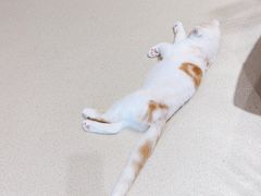 -藏猫猫咖啡主题馆(中央大道店)