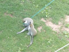 -西霞口神雕山野生动物世界