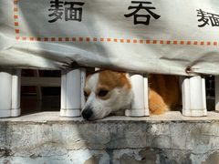 -小梁哥云吞面(黄贝岭店)