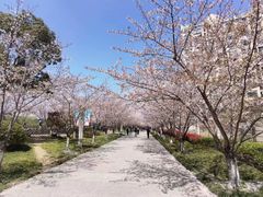 -高东镇樱花园