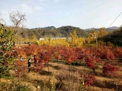 -千年银杏谷文化旅游区