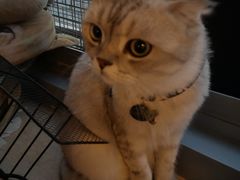 -Cappucimeow猫咪咖啡馆(韦伯时代店)